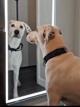 Dalmatian and Labrador Retriever Dogs Available for Adoption in Sebring, Florida - Yeti (in Foster Home) | PetCurious