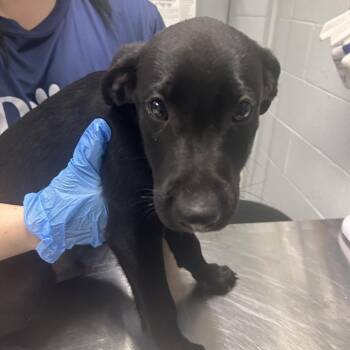 Mixed Breed Dogs Available for Adoption in Summerville, South Carolina - Rocky Road | PetCurious