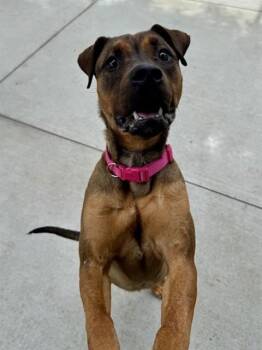Terrier and Mixed Breed Dogs Available for Adoption in Olathe, Kansas - STRAWBERRY SHORTCAKE | PetCurious
