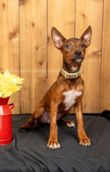 686-26 -  Miniature Pinscher Dog for Adoption in Brighton, Colorado - 686-26 | PetCurious