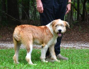Henry -  Terrier Dog for Adoption in Willingboro, New Jersey - Henry | PetCurious