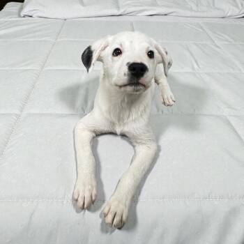 Labrador Retriever Dogs Available for Adoption - Jewel | PetCurious