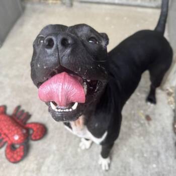 Pit Bull Terrier Dogs Available for Adoption in Northbrook, Illinois - Raul | PetCurious