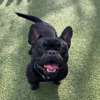 French Bulldog Dogs Available for Adoption in Hampton Bays, New York - Patrick Swayze | PetCurious