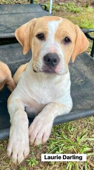 Laurie Darling (Lonesome Dove litter) -  American Bulldog and Hound Dog for Adoption in Gillsville, Georgia - Laurie Darling (Lonesome Dove Litter) | PetCurious
