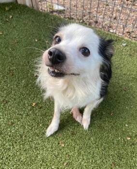 Hammy -  Mixed Breed and Chihuahua Long Hair Dog for Adoption in Austin, Texas - Hammy | PetCurious
