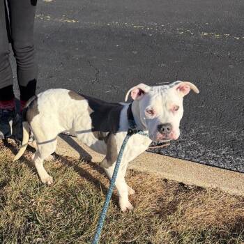 Terrier Dogs Available for Adoption - Breeze | PetCurious