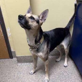 Lilac -  German Shepherd Dog and Mixed Breed Dog for Adoption in Merriam, Kansas - Lilac | PetCurious