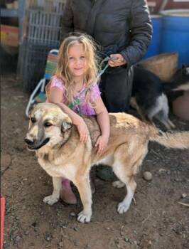 Rescue Anatolian Shepherd Dogs for Adoption in Victoria, British Columbia - Amber | PetCurious
