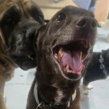 Louie -  Chihuahua Dog for Adoption in Pahrump, Nevada - Louie | PetCurious