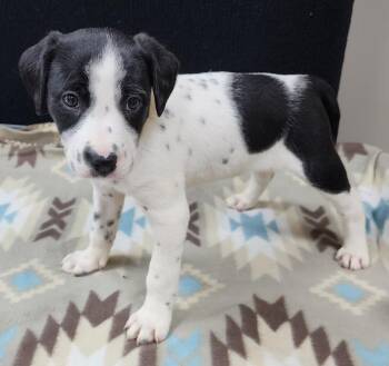 Dalmatian Dogs Available for Adoption in Neillsville, Wisconsin - Perdita | PetCurious