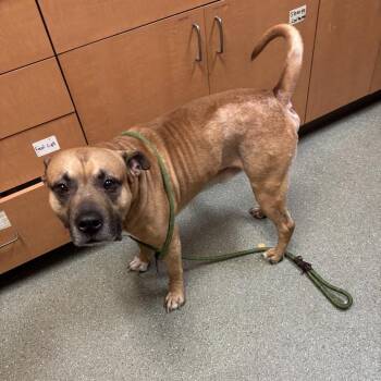 Leon S. Kennedy -  Pit Bull Terrier Dog for Adoption - Leon S. Kennedy | PetCurious