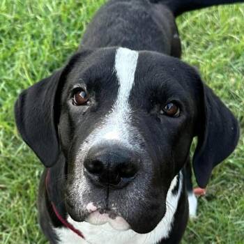 Hobbs aka Supernova (20260716-02) -  Great Dane Dog for Adoption in Niagara Falls, Ontario - Hobbs Aka Supernova (20260716-02) | PetCurious