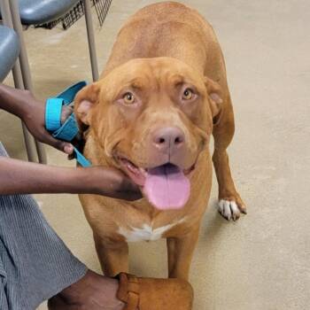 Rosie -  Pit Bull Terrier Dog for Adoption in Baltimore, Maryland - Rosie | PetCurious