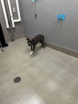 CHROME -  Pit Bull Terrier Dog for Adoption in Las Vegas, Nevada - CHROME | PetCurious