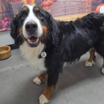 Blanche -  Bernese Mountain Dog Dog for Adoption in Normal, Illinois - Blanche | PetCurious