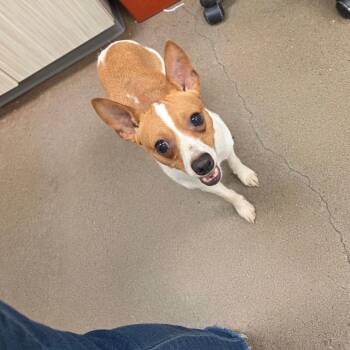 Mac -  Chihuahua Dog for Adoption in Chattanooga, Tennessee - Mac | PetCurious