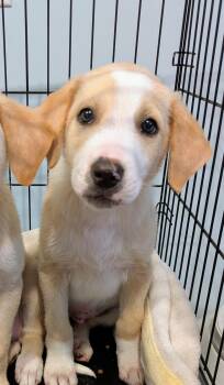 Rescue Labrador Retriever and Great Pyrenees Dogs for Adoption in Hilham, Tennessee - Dale | PetCurious