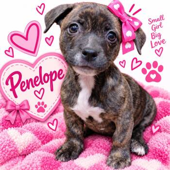 Penelope -  Terrier Dog for Adoption in San Antonio, Texas - Penelope | PetCurious