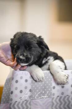 Mixed Breed Dogs Available for Adoption in Kalispell, Montana - Ester | PetCurious