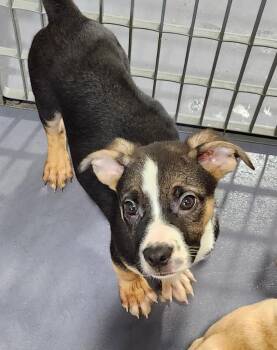 Magnolia -  Pug and Shepherd Dog for Adoption in Walnutport, Pennsylvania - Magnolia | PetCurious