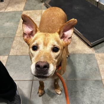 Maggie -  Mixed Breed Dog for Adoption in Chattanooga, Tennessee - Maggie | PetCurious