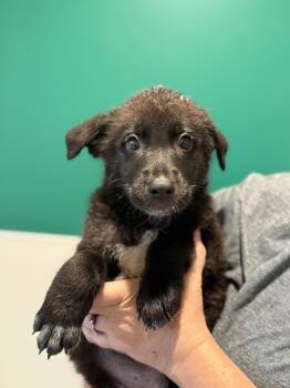 Cedar -  German Shepherd Dog and Australian Cattle Dog Blue Heeler Dog for Adoption in Blue Springs, Missouri - Cedar | PetCurious