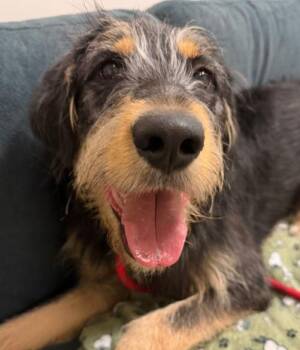 Otter -  Otterhound Dog for Adoption in Hoffman Estates, Illinois - Otter | PetCurious