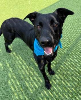 Theo -  Labrador Retriever Dog for Adoption in Long Beach, New York - Theo | PetCurious