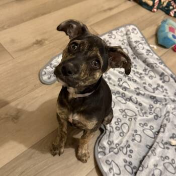 German Shepherd Dog and Terrier Dogs Available for Adoption - Pippa | PetCurious