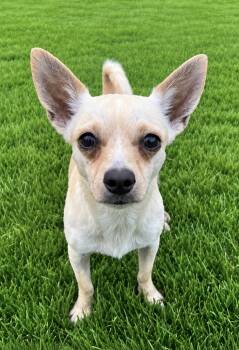 Truman -  Chihuahua Dog for Adoption in Godfrey, Illinois - Truman | PetCurious