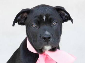 Andes -  Mixed Breed Dog for Adoption in Longmont, Colorado - Andes | PetCurious