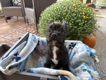 Lucia -  Terrier Dog for Adoption in Canutillo, Texas - Lucia | PetCurious