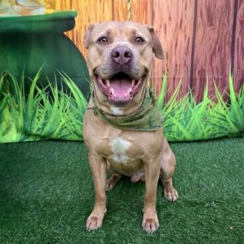 Pit Bull Terrier and Mixed Breed Dogs Available for Adoption in Long Beach, California - TRUTH | PetCurious