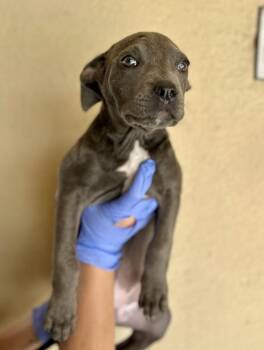 Pit Bull Terrier Dogs Available for Adoption - Grape | PetCurious