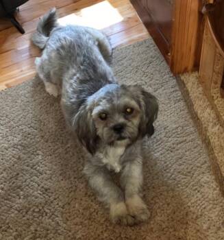 Jordan -  Shih Tzu Dog for Adoption in San Antonio, Texas - Jordan | PetCurious