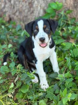 26-083 Slinky "JUST ARRIVED" -  Australian Shepherd and Australian Cattle Dog Blue Heeler Dog for Adoption in Richardson, Texas - 26-083 Slinky "JUST ARRIVED" | PetCurious