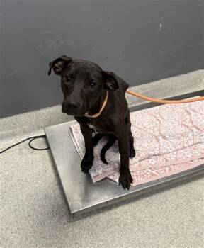 Pit Bull Terrier and Labrador Retriever Dogs Available for Adoption in Tallahassee, Florida - PATTY | PetCurious