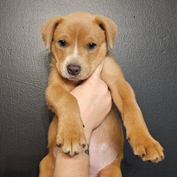 Hitch -  Mixed Breed Dog for Adoption in Mocksville, North Carolina - Hitch | PetCurious