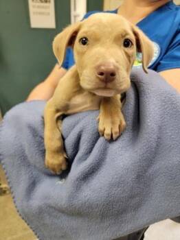Veggie Straw -  Mixed Breed Dog for Adoption in Gainesville, Florida - Veggie Straw | PetCurious