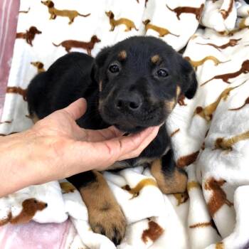 Labrador Retriever and Husky Dogs Available for Adoption in Conroe, Texas - Talia (Victoria Litter) | PetCurious