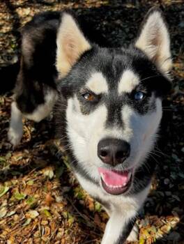 BANDIT -  Siberian Husky and Alaskan Malamute Dog for Adoption in Santa Cruz, California - BANDIT | PetCurious