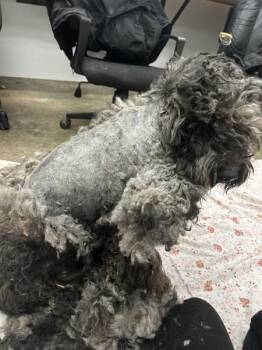 Standard Poodle Dogs Available for Adoption in Osage Beach, Missouri - Jingles | PetCurious