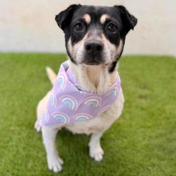 Rune -  Jack Russell Terrier and Chihuahua Dog for Adoption in San Diego, California - Rune | PetCurious
