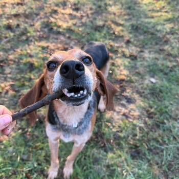 Hound Dogs Available for Adoption in Glenfield, New York - Wally | PetCurious