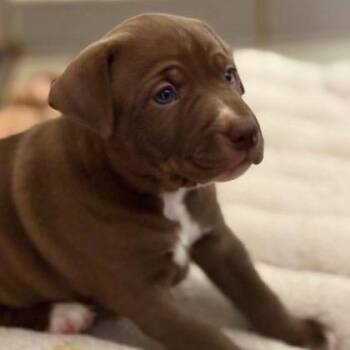 Dolly Barkton -  Labrador Retriever and Mixed Breed Dog for Adoption in North Charleston, South Carolina - Dolly Barkton | PetCurious