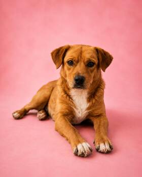 Aqua -  Boxer Dog for Adoption in Las Vegas, New Mexico - Aqua | PetCurious