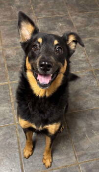 Rescue Australian Kelpie Dogs for Adoption in Germantown, Ohio - Bright Eyes | PetCurious