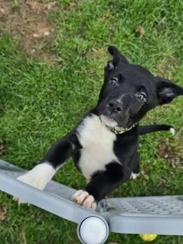 Standard Poodle and Staffordshire Bull Terrier Dogs Available for Adoption in Oxford, Michigan - Cota | PetCurious