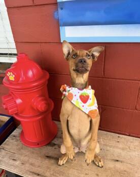 Syd -  Dutch Shepherd Dog for Adoption in Pensacola, Florida - Syd | PetCurious
